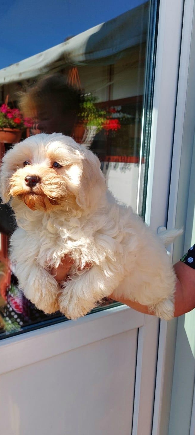 Bichon maltez de vanzare