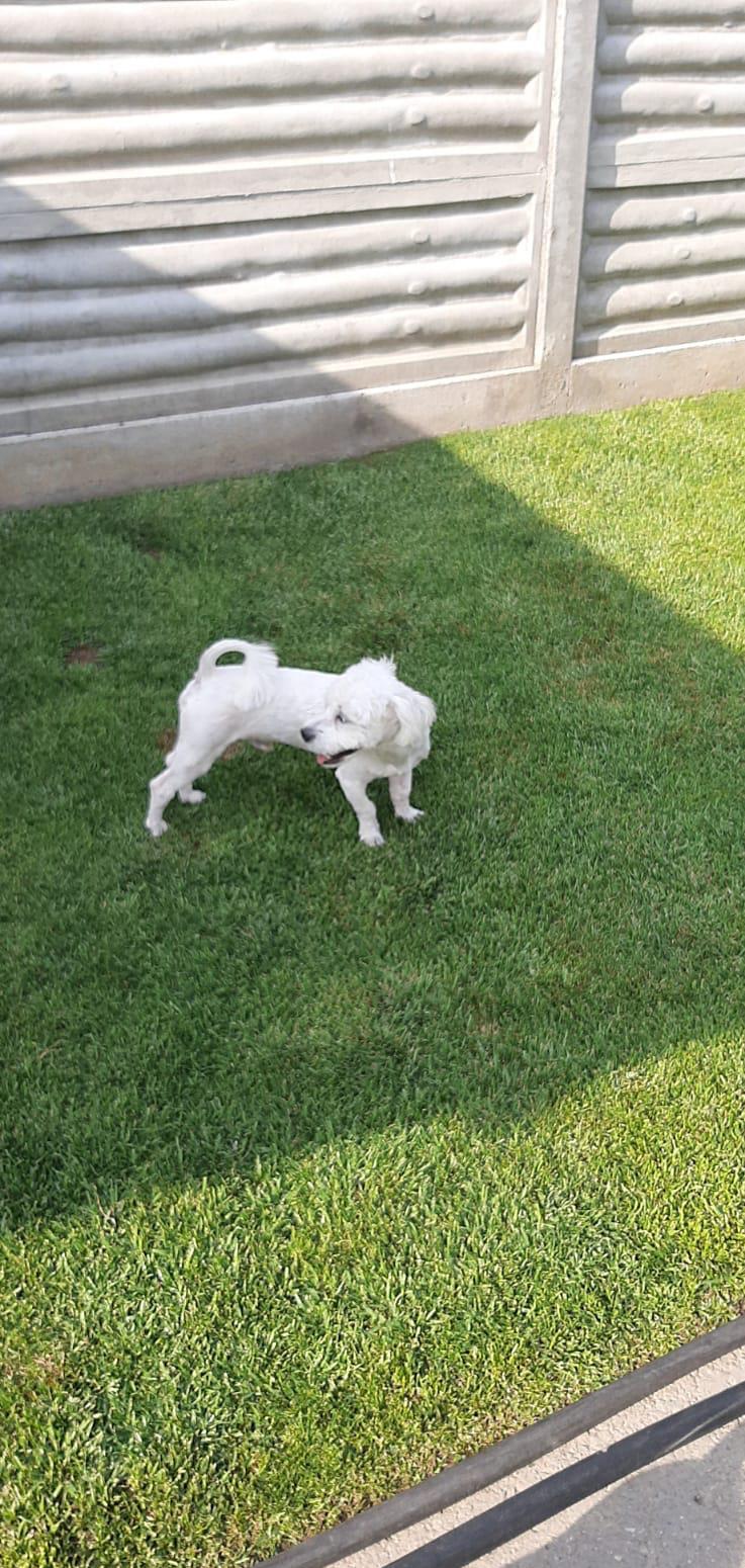 Bichon maltez femela si mascul