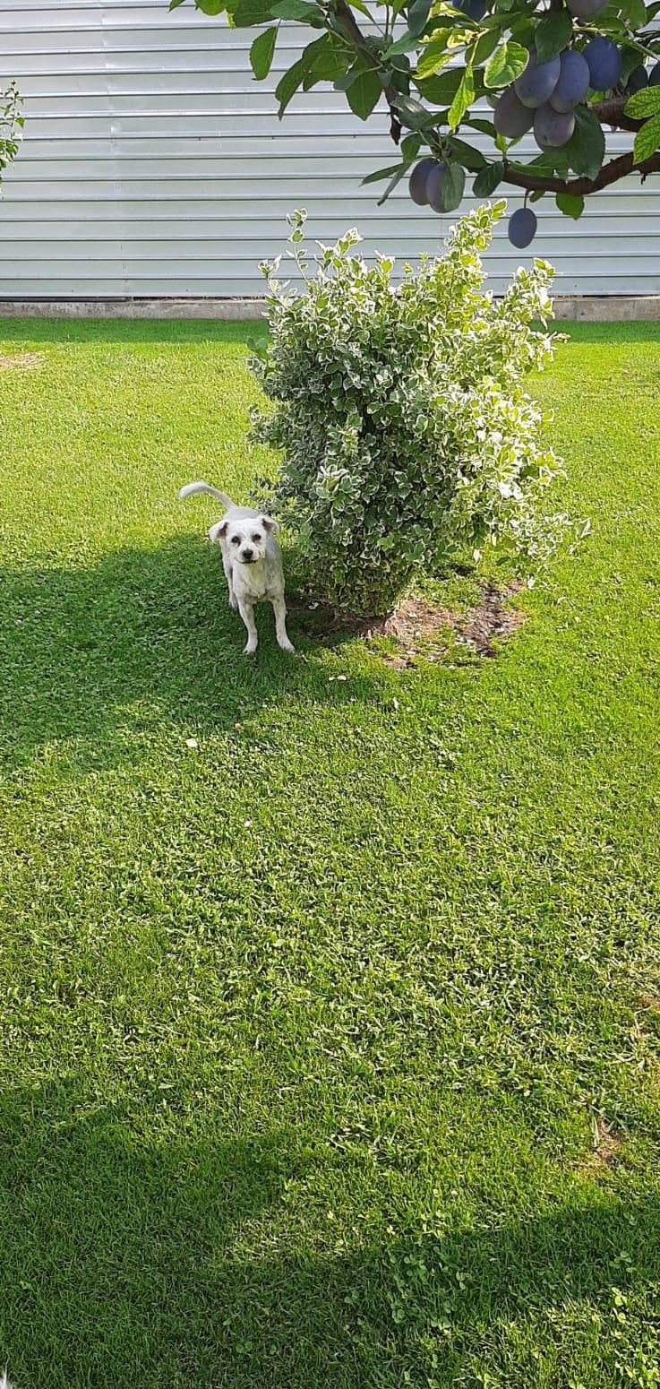 Bichon maltez femela si mascul