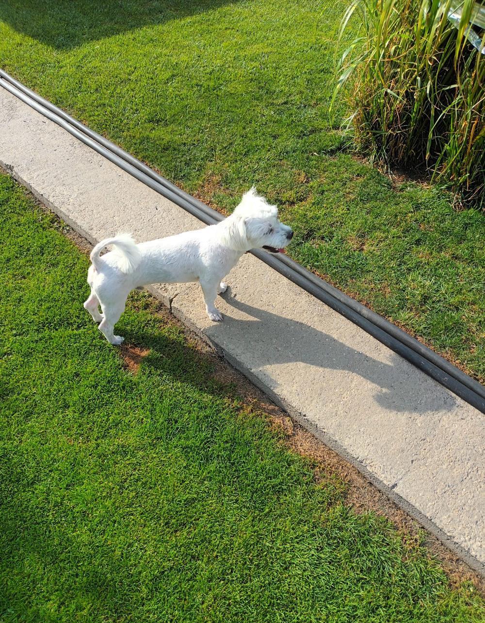 Bichon maltez femela si mascul
