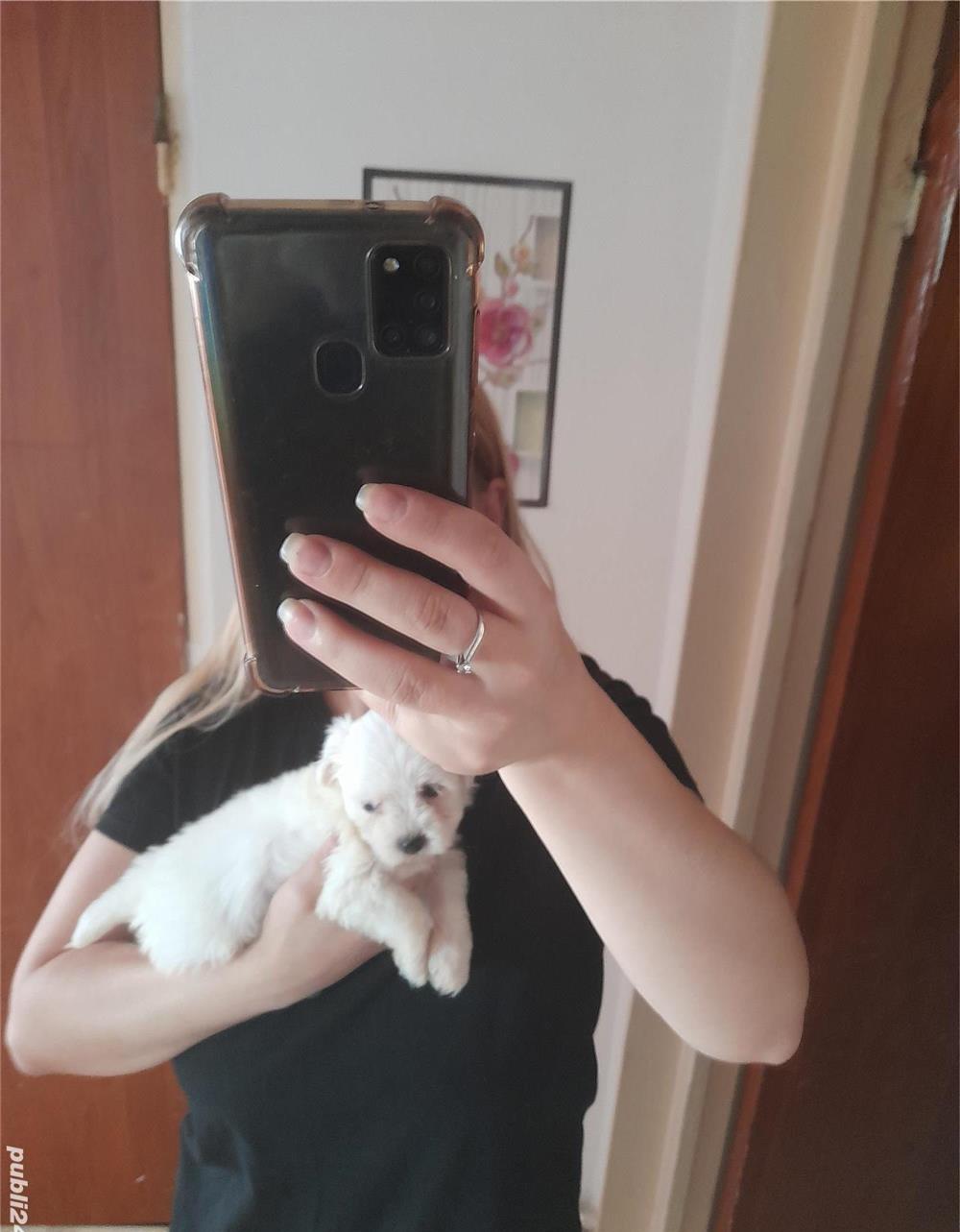 Bichon maltez fetita