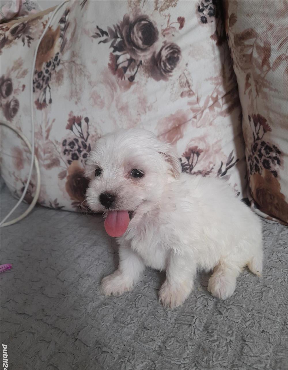 Bichon maltez fetita