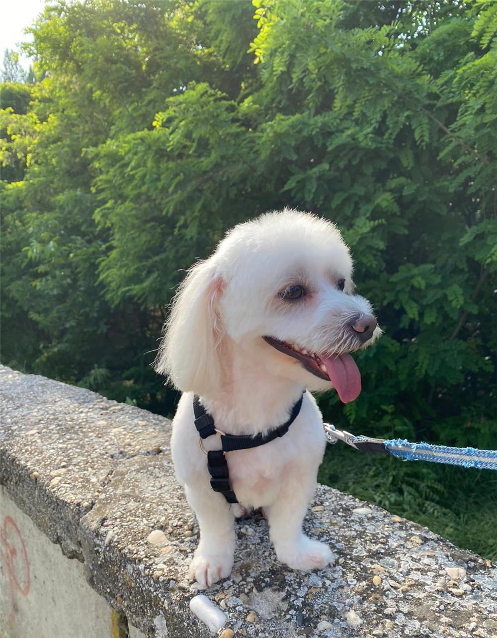 Bichon Maltez mascul 2 ani caut mireasa