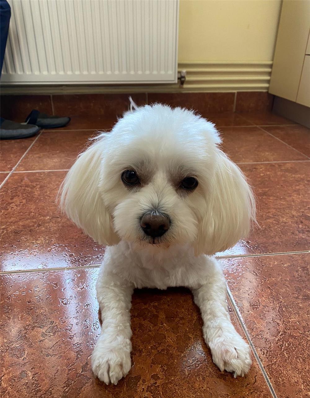 Bichon Maltez mascul 2 ani caut mireasa