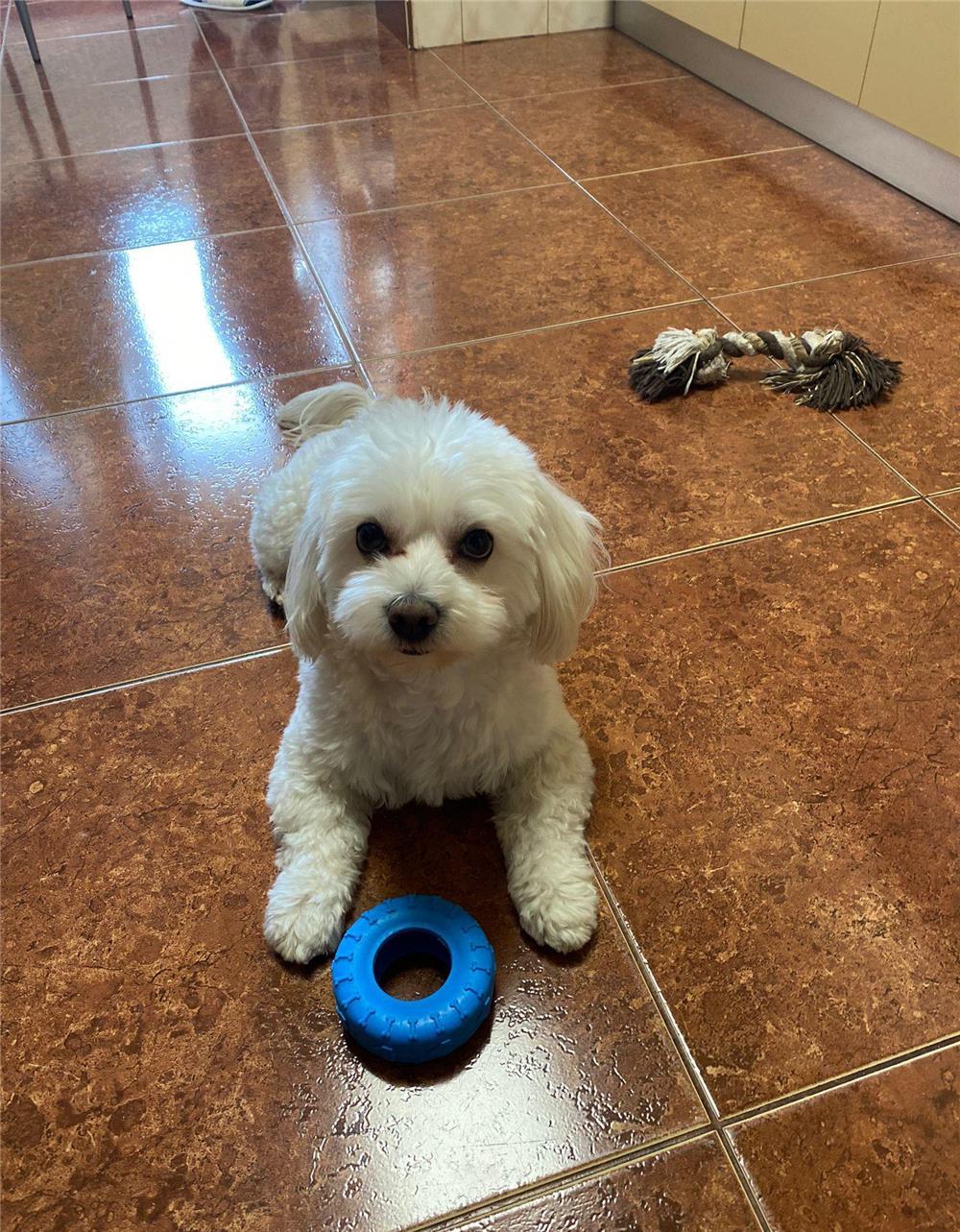 Bichon Maltez mascul 2 ani caut mireasa