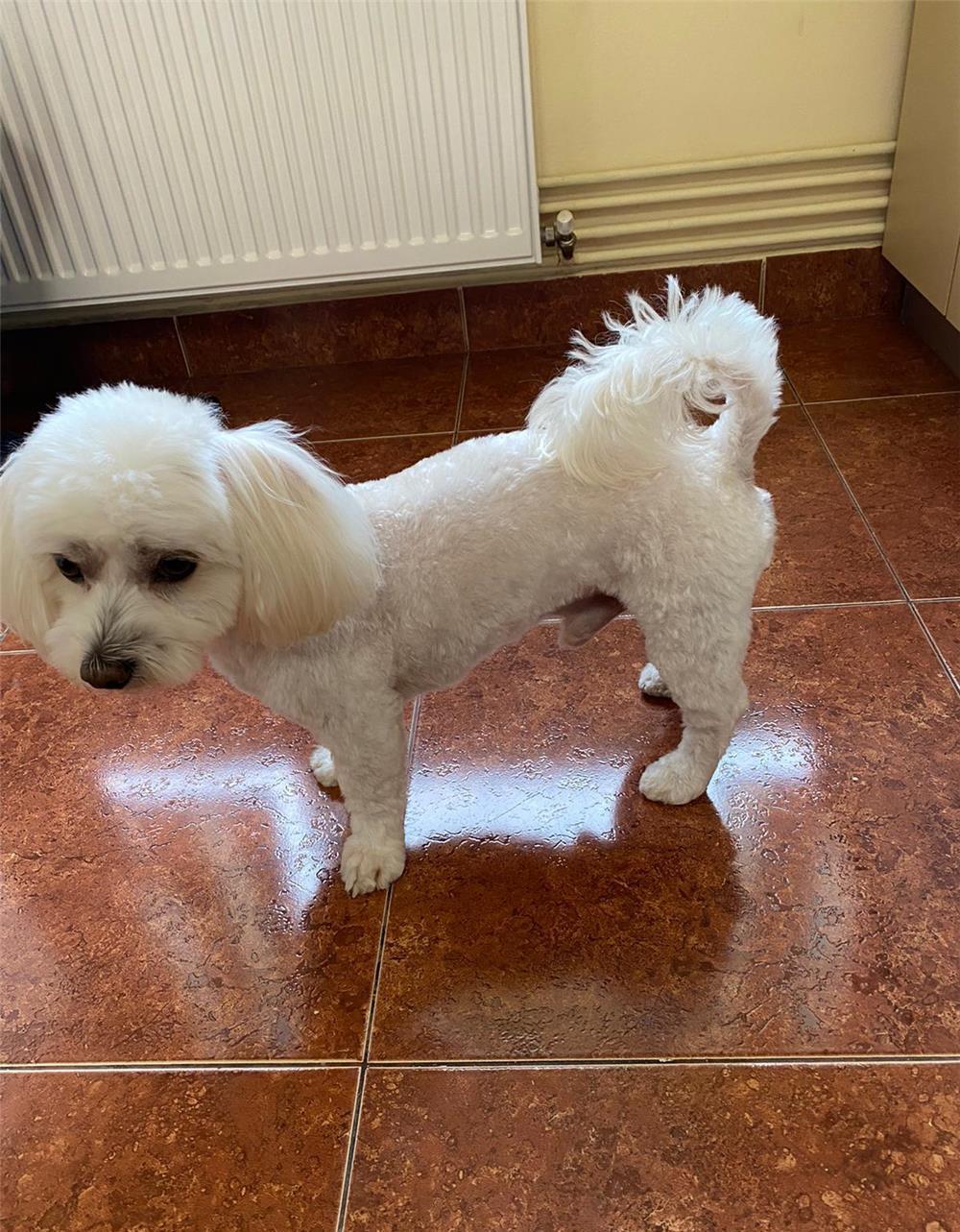Bichon Maltez mascul 2 ani caut mireasa