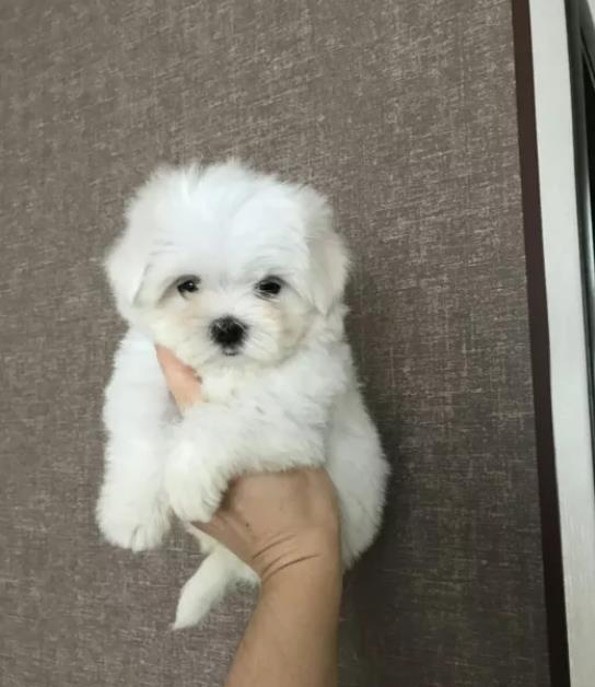 Bichon Maltez Mini autentic, părinți expo, linie pedigree