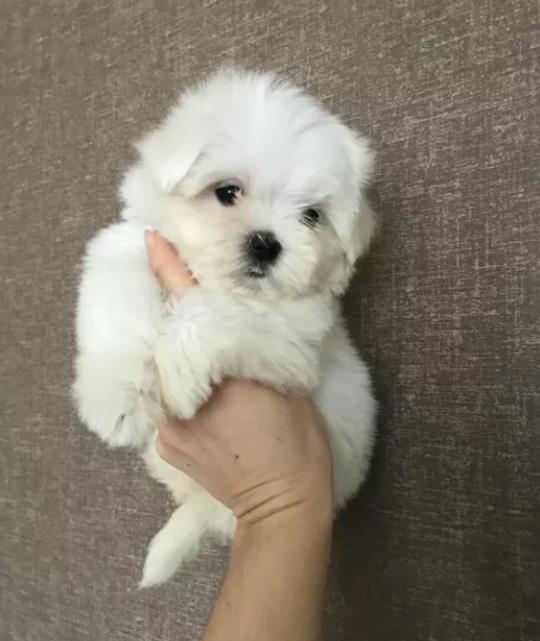 Bichon Maltez Mini autentic, părinți expo, linie pedigree