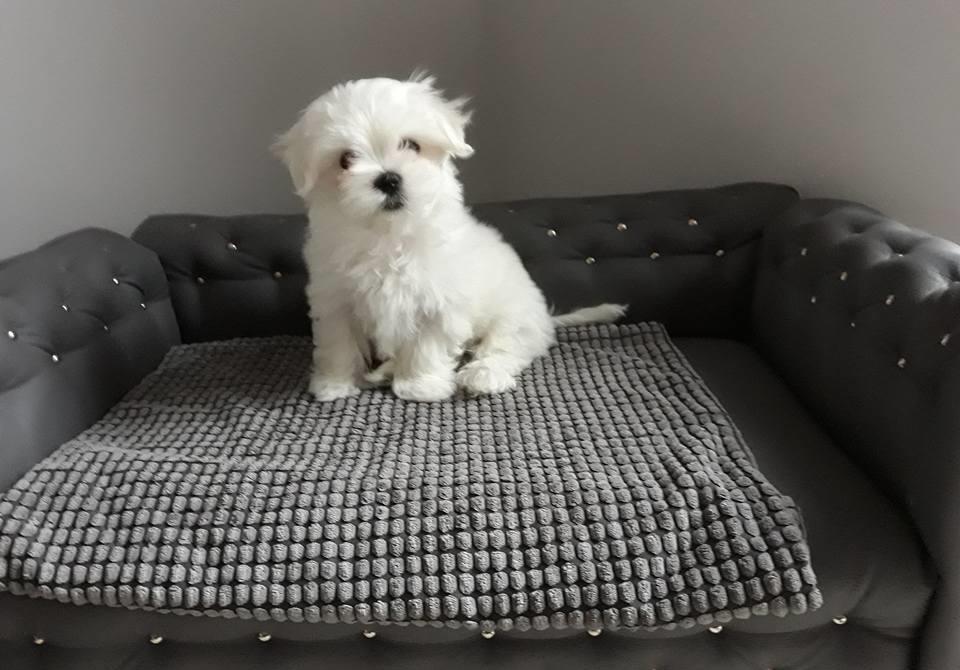 Bichon Maltez Mini autentic, părinți expo, linie pedigree