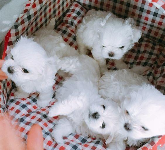 Bichon Maltez Mini autentic, părinți expo, linie pedigree