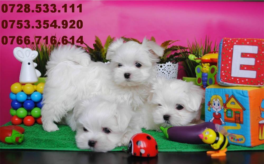 Bichon Maltez Mini - Livrare in Orice Oras