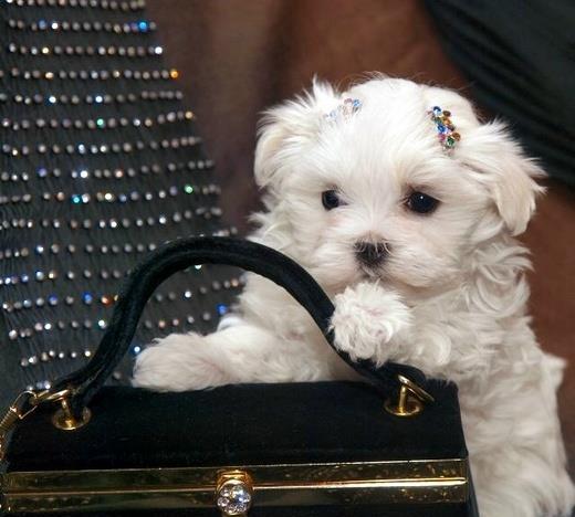 Bichon Maltez Mini - Livrare in Orice Oras