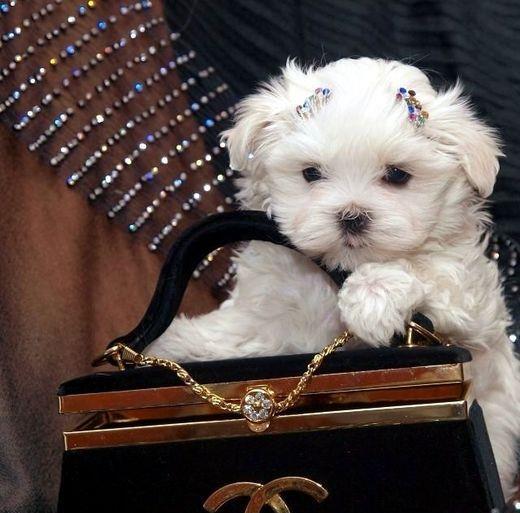 Bichon Maltez Mini - Livrare in Orice Oras
