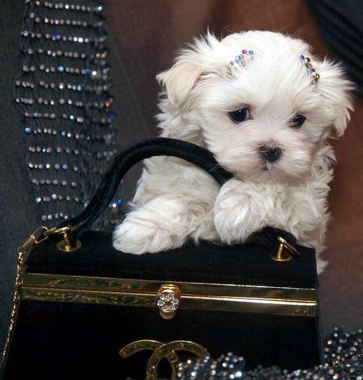 Bichon Maltez Mini - Livrare in Orice Oras