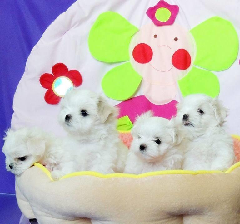 Bichon Maltez Mini Toy = Livrare in Orice Oras