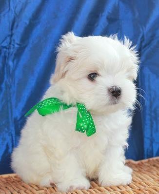 Bichon Maltez Mini Toy = Livrare in Orice Oras