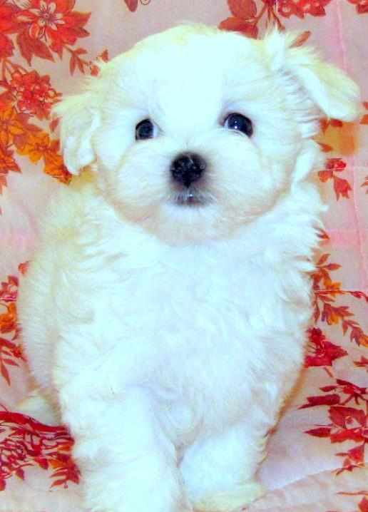Bichon Maltez Mini Toy = Livrare in Orice Oras