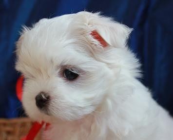 Bichon Maltez Mini Toy = Livrare in Orice Oras