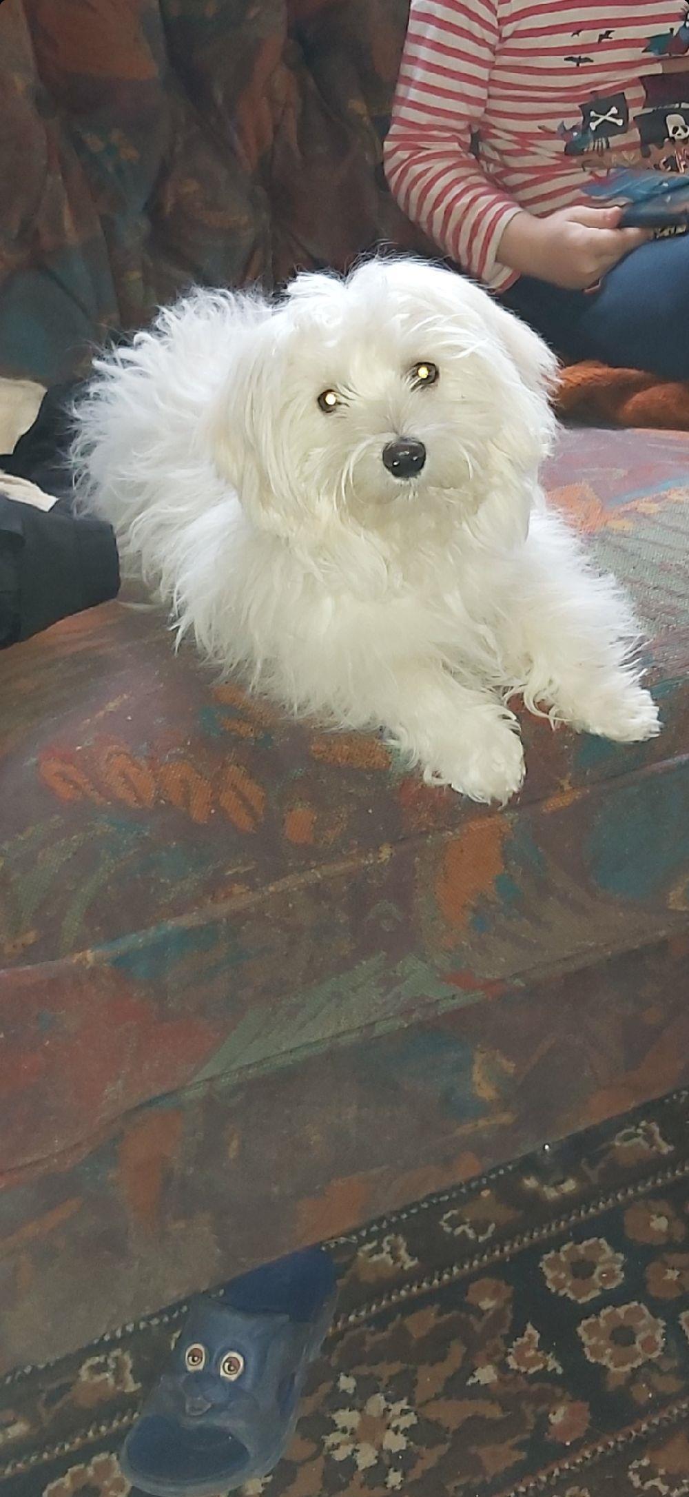 Bichon maltez minitoy fetiță