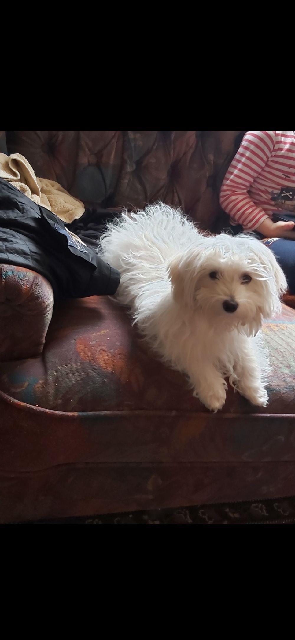 Bichon maltez minitoy fetiță