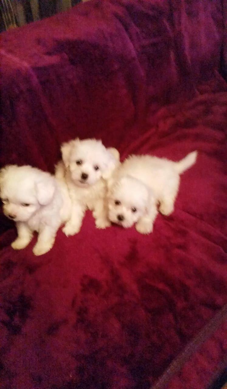 Bichon Maltez Pasaport/Bishon Talie Mica/Bison Toy