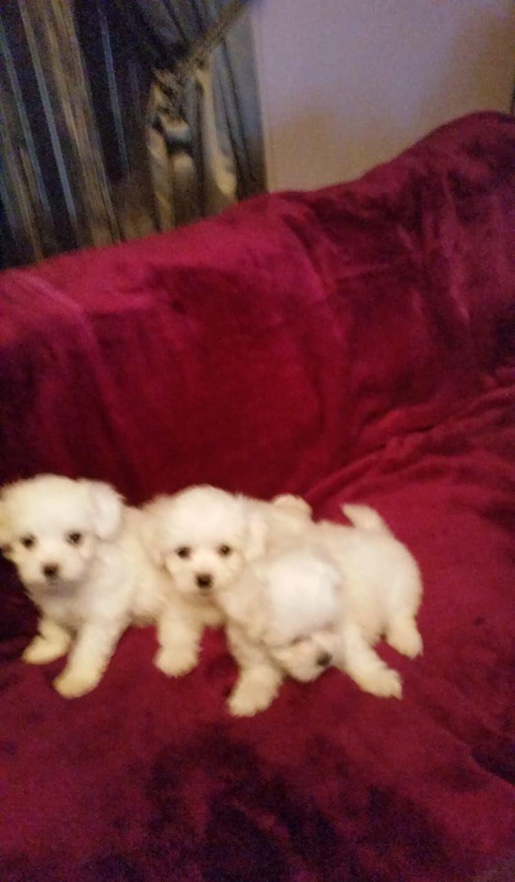 Bichon Maltez Pasaport/Bishon Talie Mica/Bison Toy
