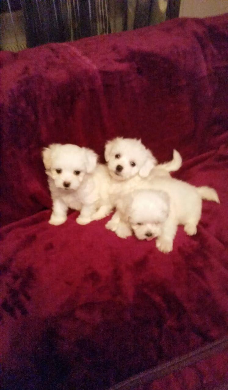 Bichon Maltez Pasaport/Bishon Toy/Bison Talie Mica