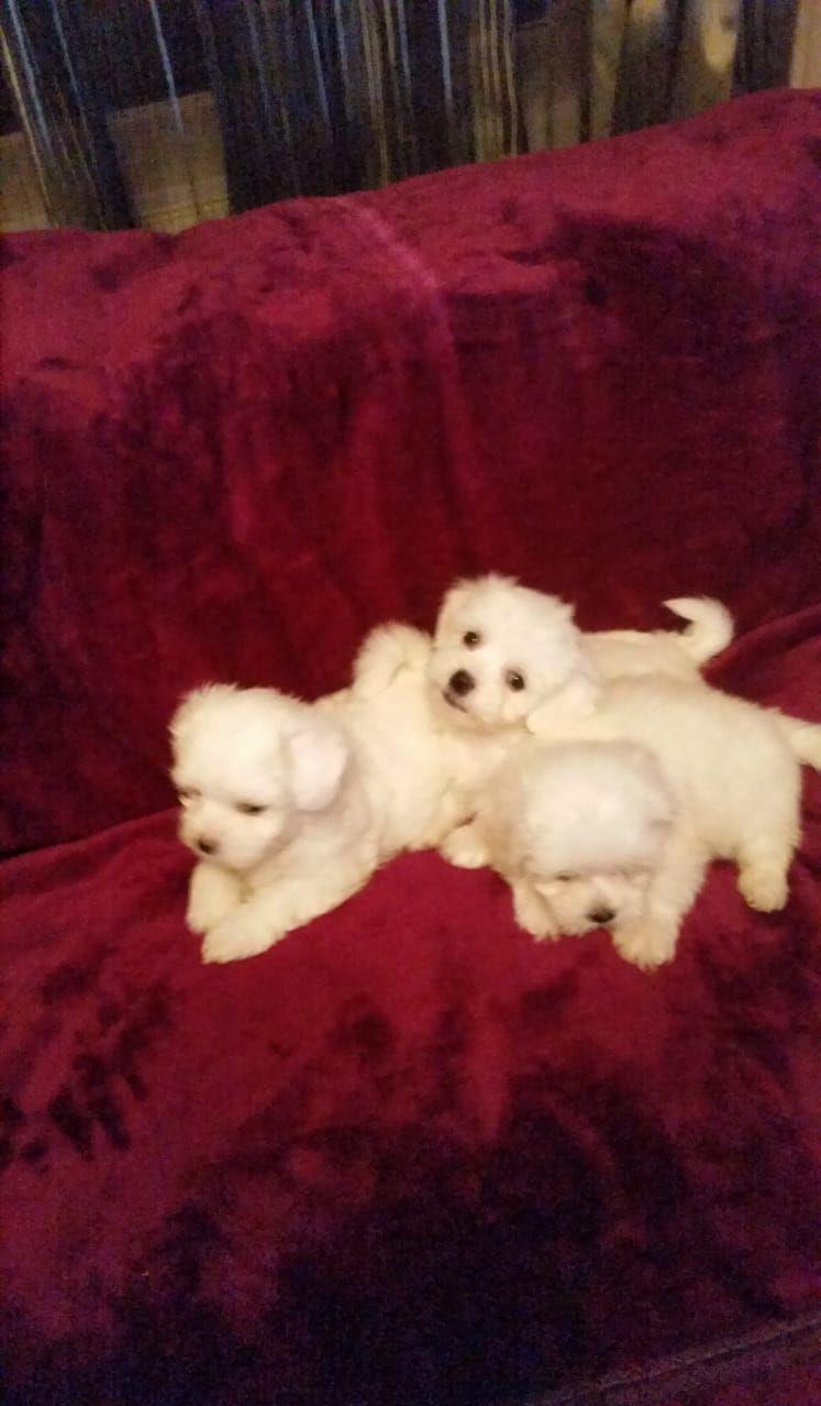 Bichon Maltez Pasaport/Bishon Toy/Bison Talie Mica