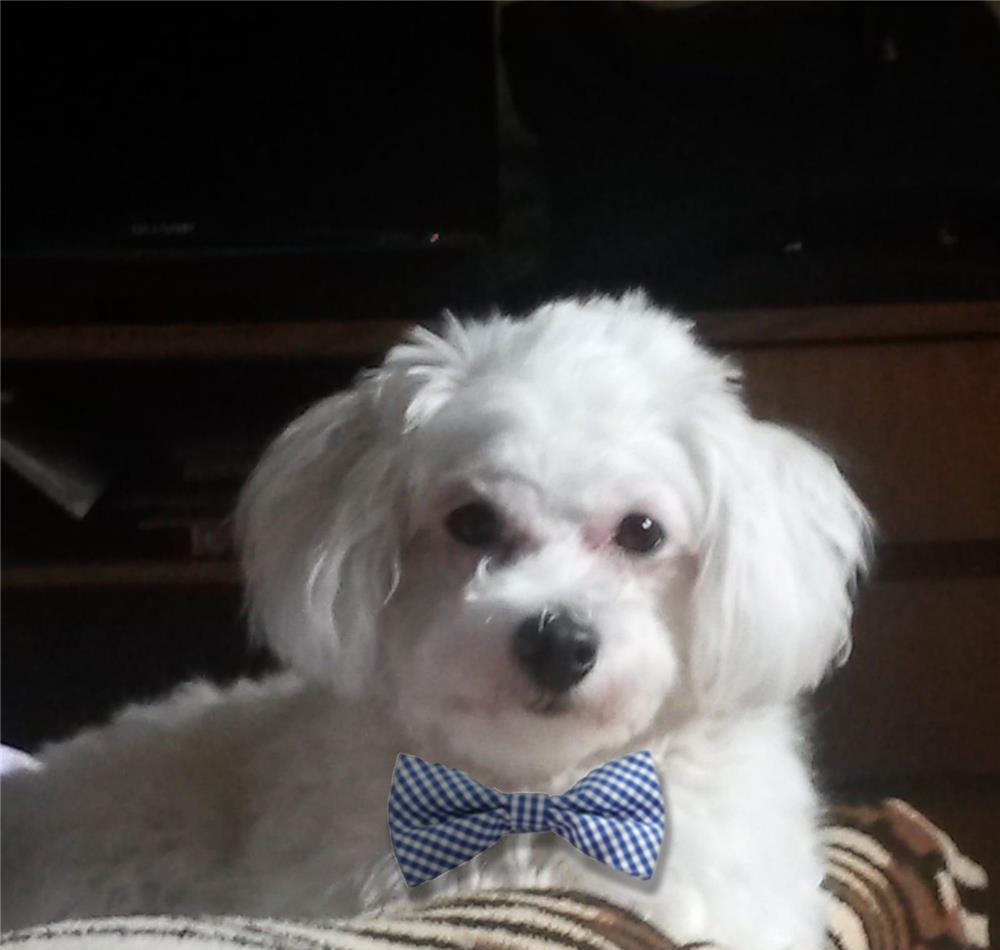 Bichon Maltez pentru monta