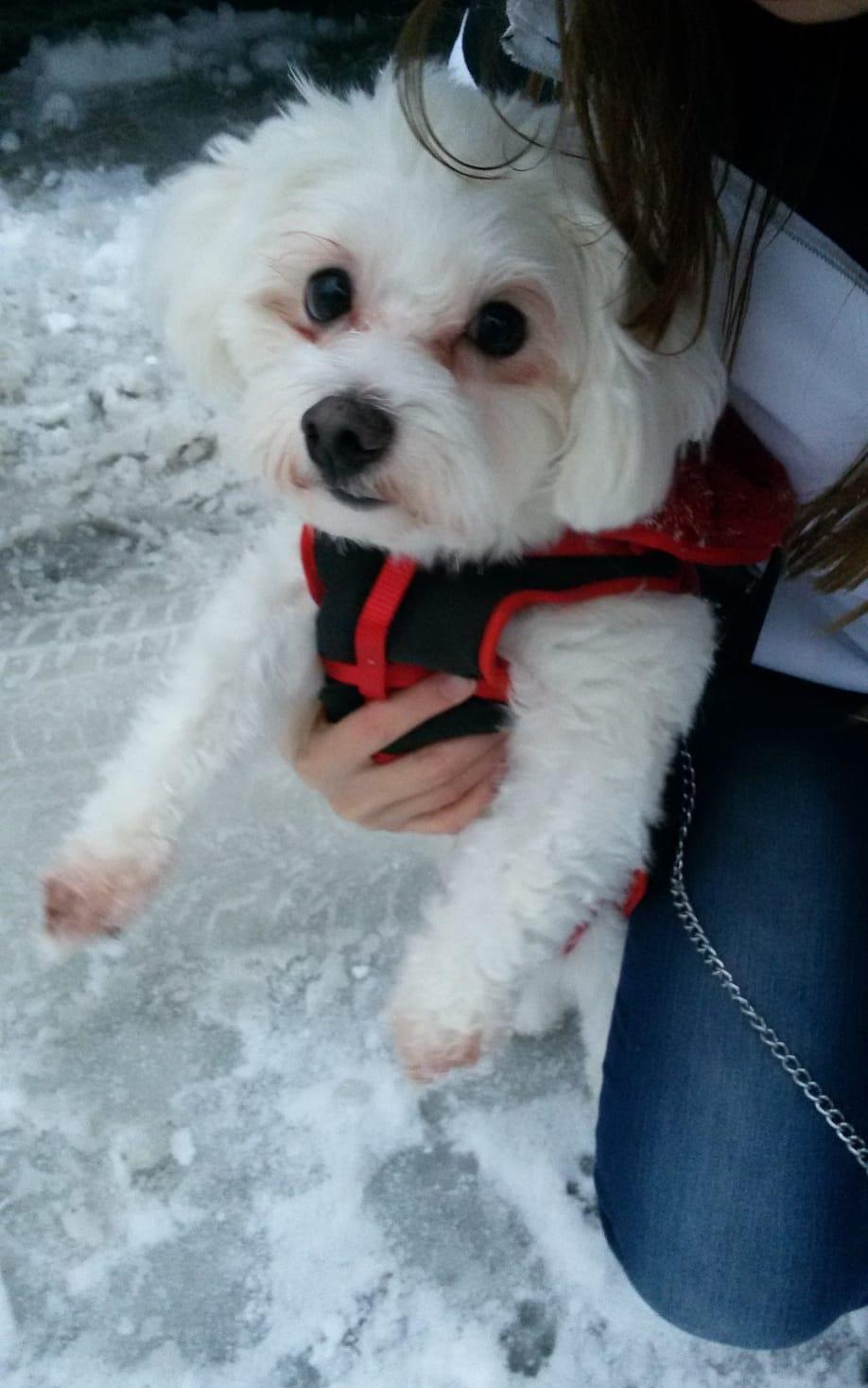 Bichon Maltez pentru monta
