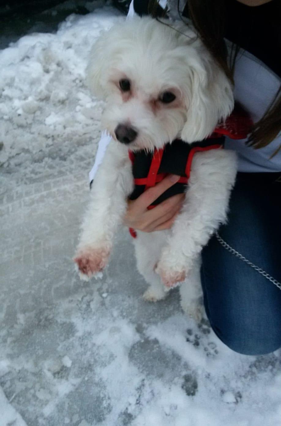 Bichon Maltez pentru monta