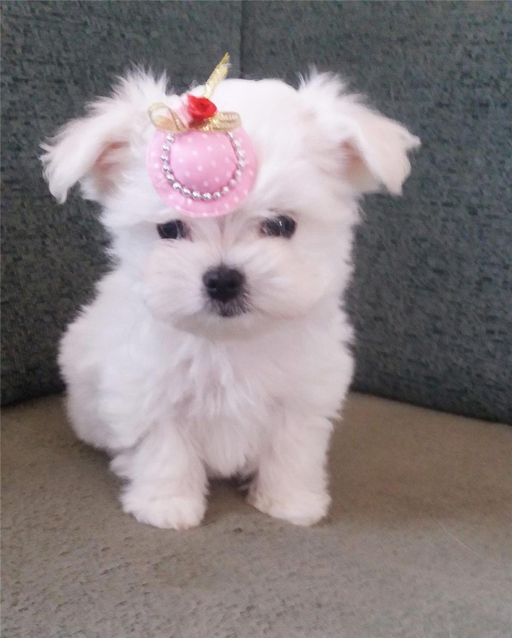 Bichon Maltez pentru pretentiosi - Canisa Autorizata - Garantie