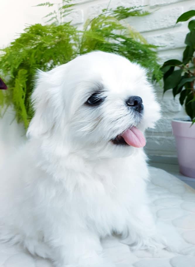 Bichon Maltez pentru pretentiosi - Canisa Autorizata - Garantie