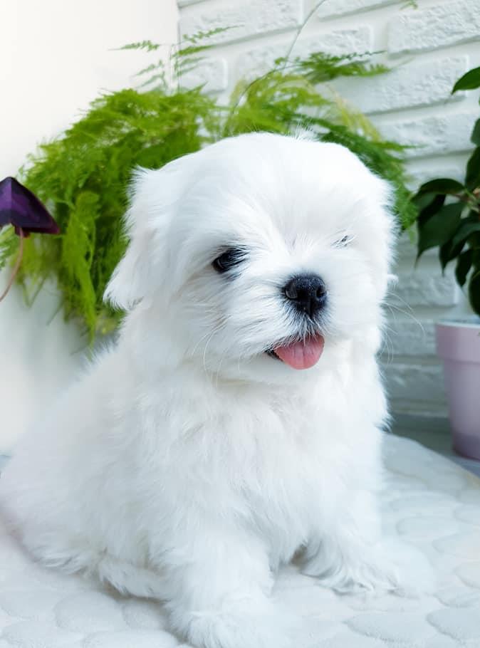 Bichon Maltez pentru pretentiosi - Canisa Autorizata - Garantie