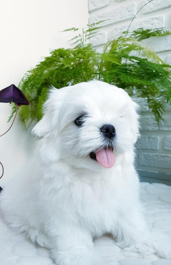 Bichon Maltez pentru pretentiosi - Canisa Autorizata - Garantie