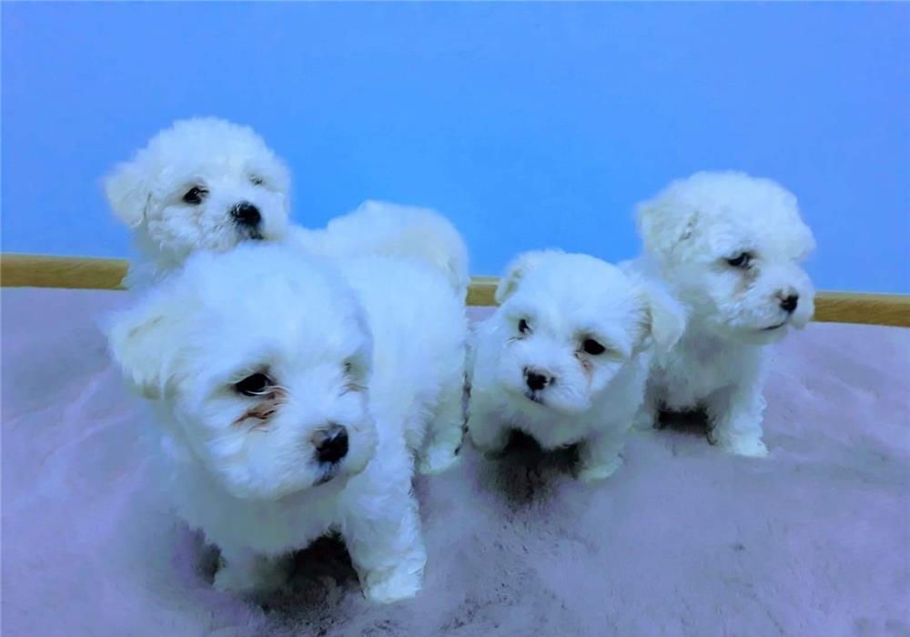 bichon maltez puiuti