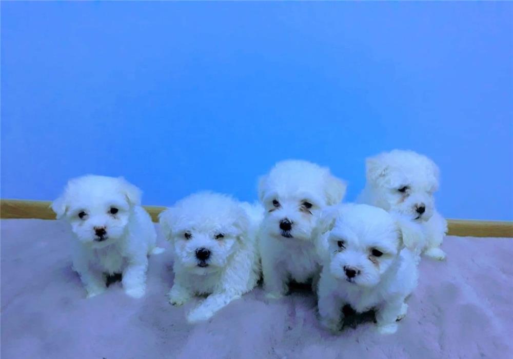 bichon maltez puiuti