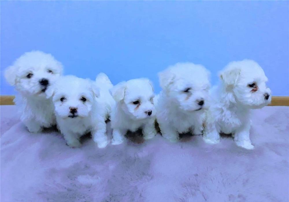 bichon maltez puiuti
