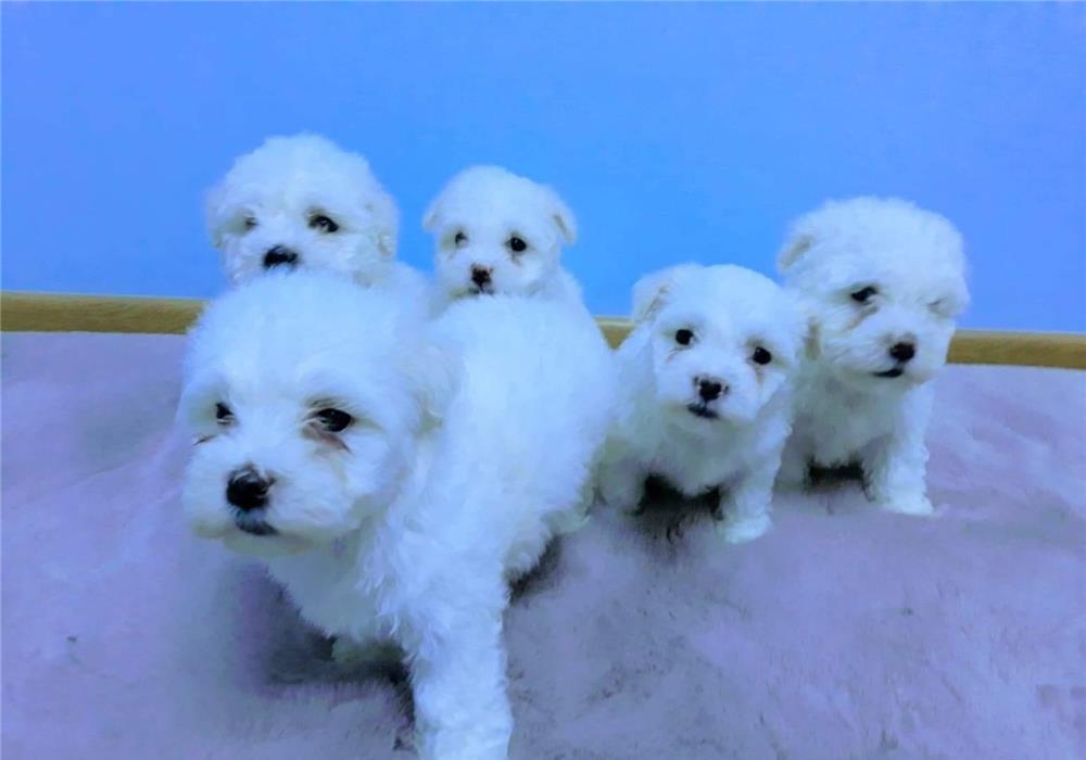 bichon maltez puiuti