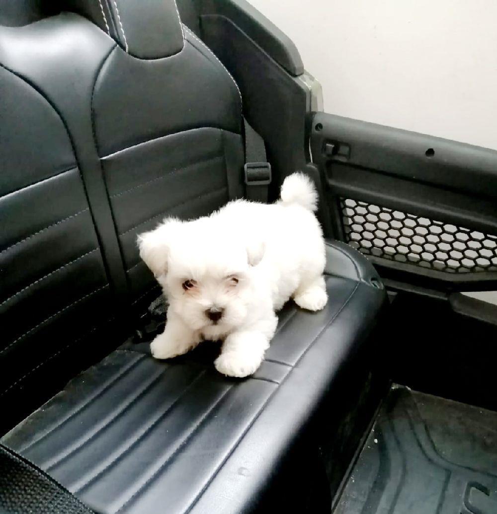 Bichon maltez rasa pura