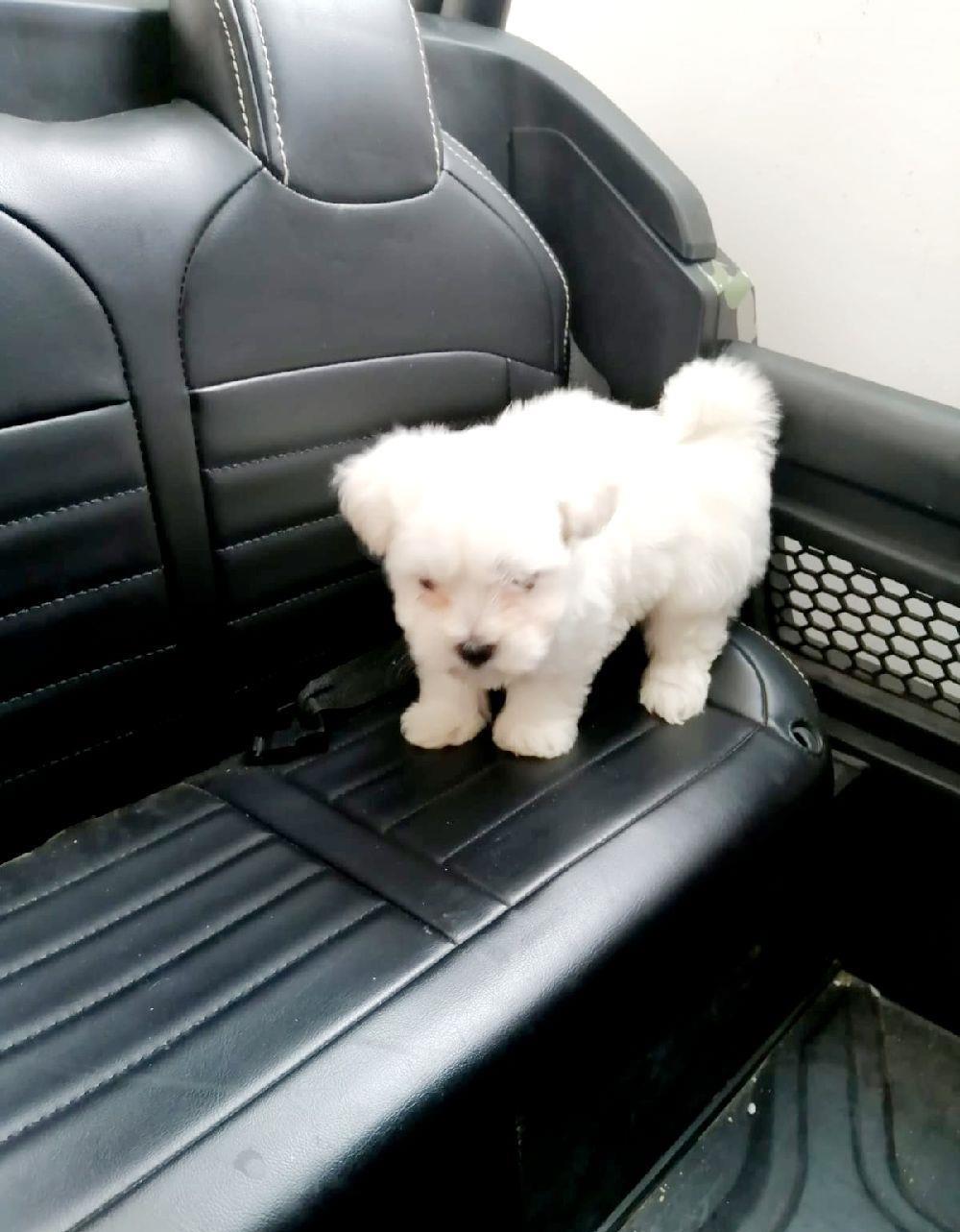 Bichon maltez rasa pura