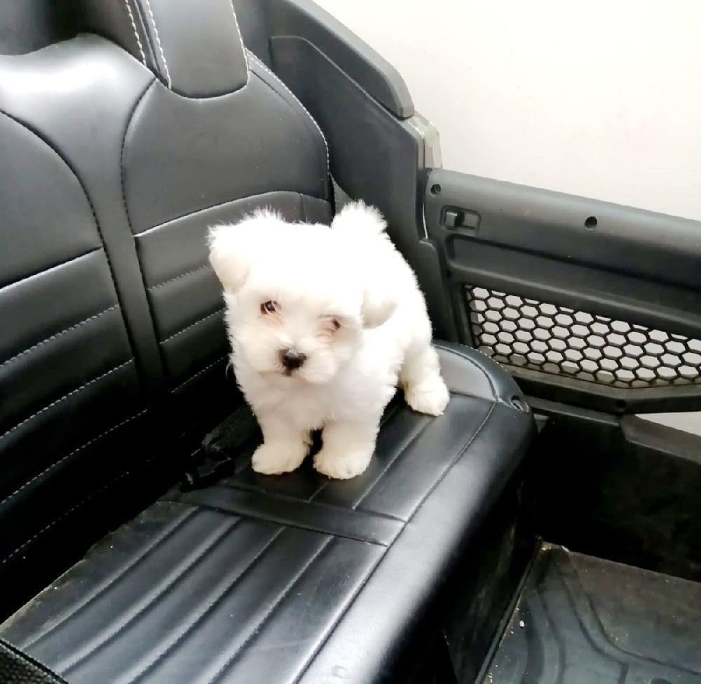 Bichon maltez rasa pura