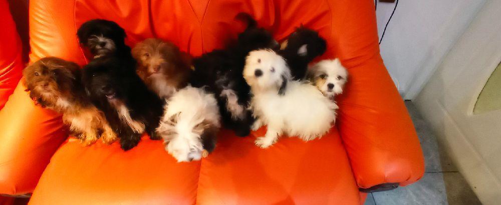 Bichon Maltez si Havanez