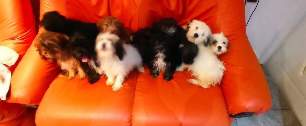 Bichon Maltez si Havanez