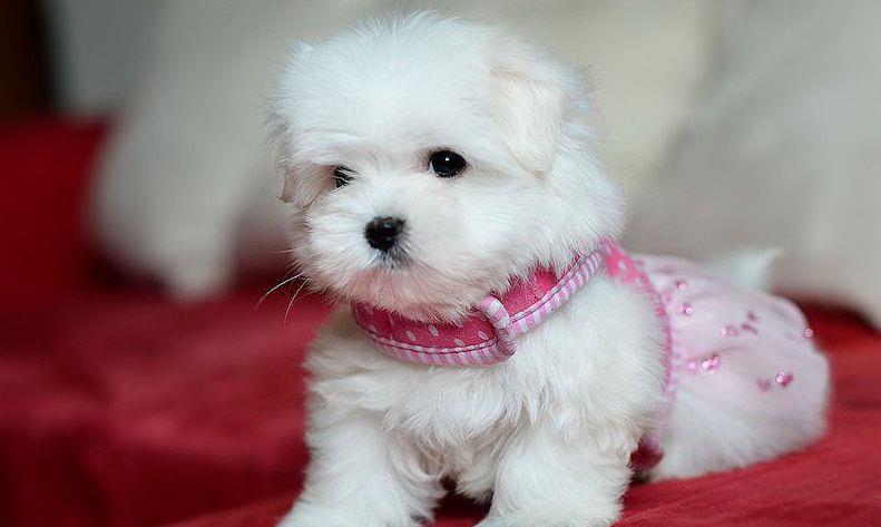 Bichon Maltez talie Mini Toy - Cumpara originalul -  parinti cu pedigree, garantie, factura fiscala