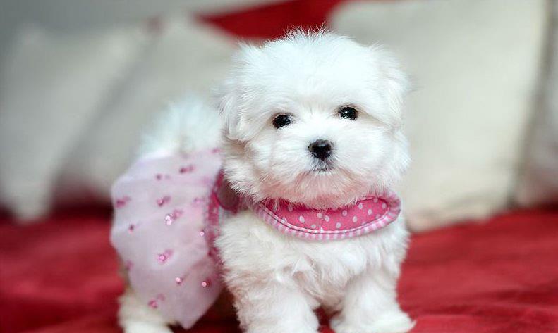 Bichon Maltez talie Mini Toy - Cumpara originalul -  parinti cu pedigree, garantie, factura fiscala