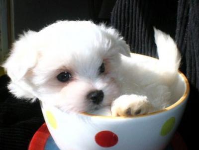 bichon maltez transport intern si international