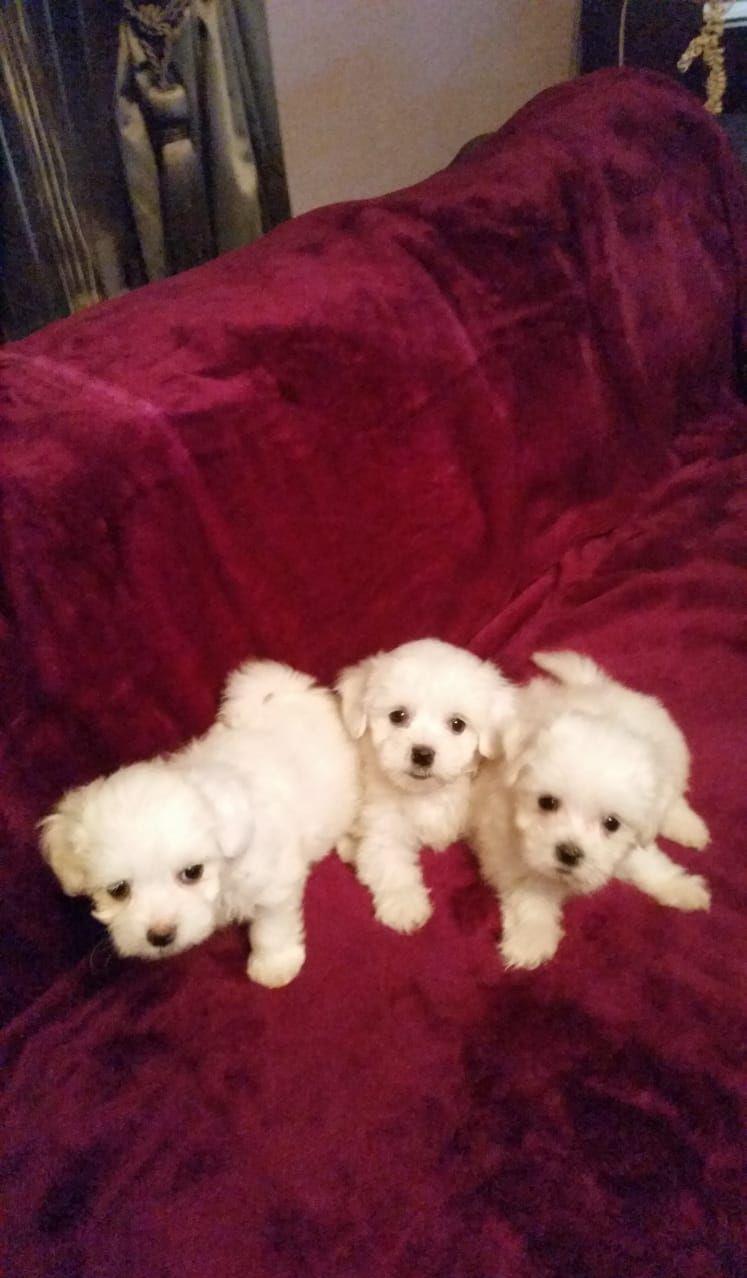 Bichon Maltez/Bishon Toy/Bison Talie Mica