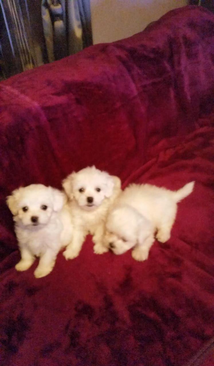 Bichon Maltez/Bishon Toy/Bison Talie Mica