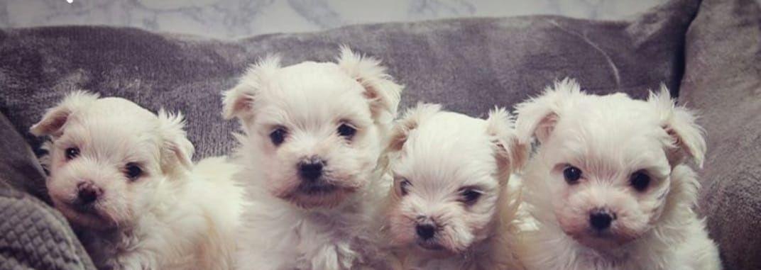 Bichon maltez(maltesse) MINI TOY